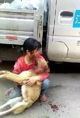 狗狗交配时强行将它们分开?脑子是个好东西,希望你能有!