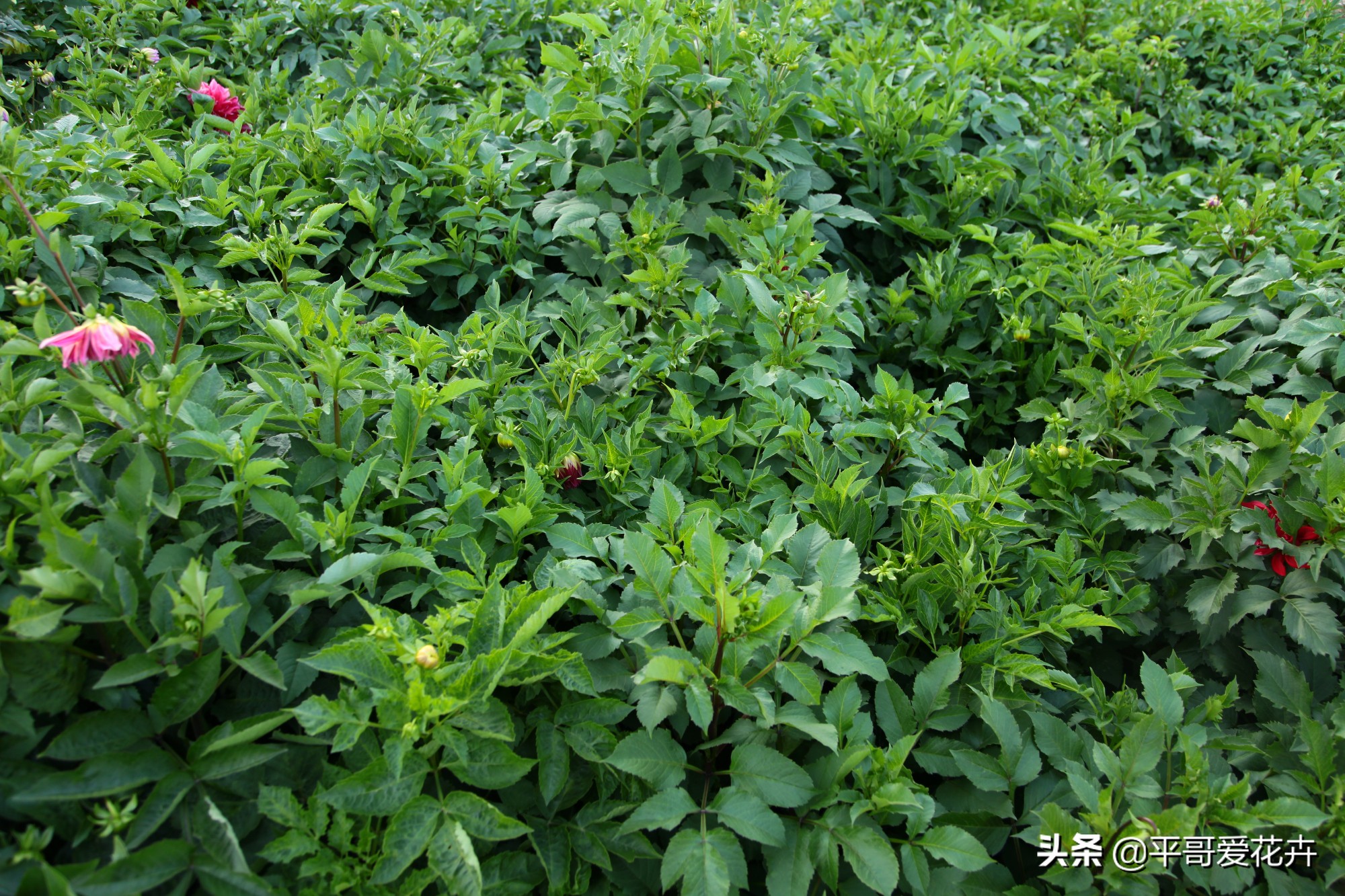 大丽花不耐寒，“2件事”要尽早做，过冬很省心，来年开花更艳