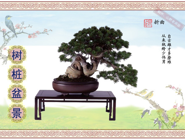 鑰侀甫鏍戞々鐩嗘櫙,鏍戞々鐩嗘櫙閫犲瀷