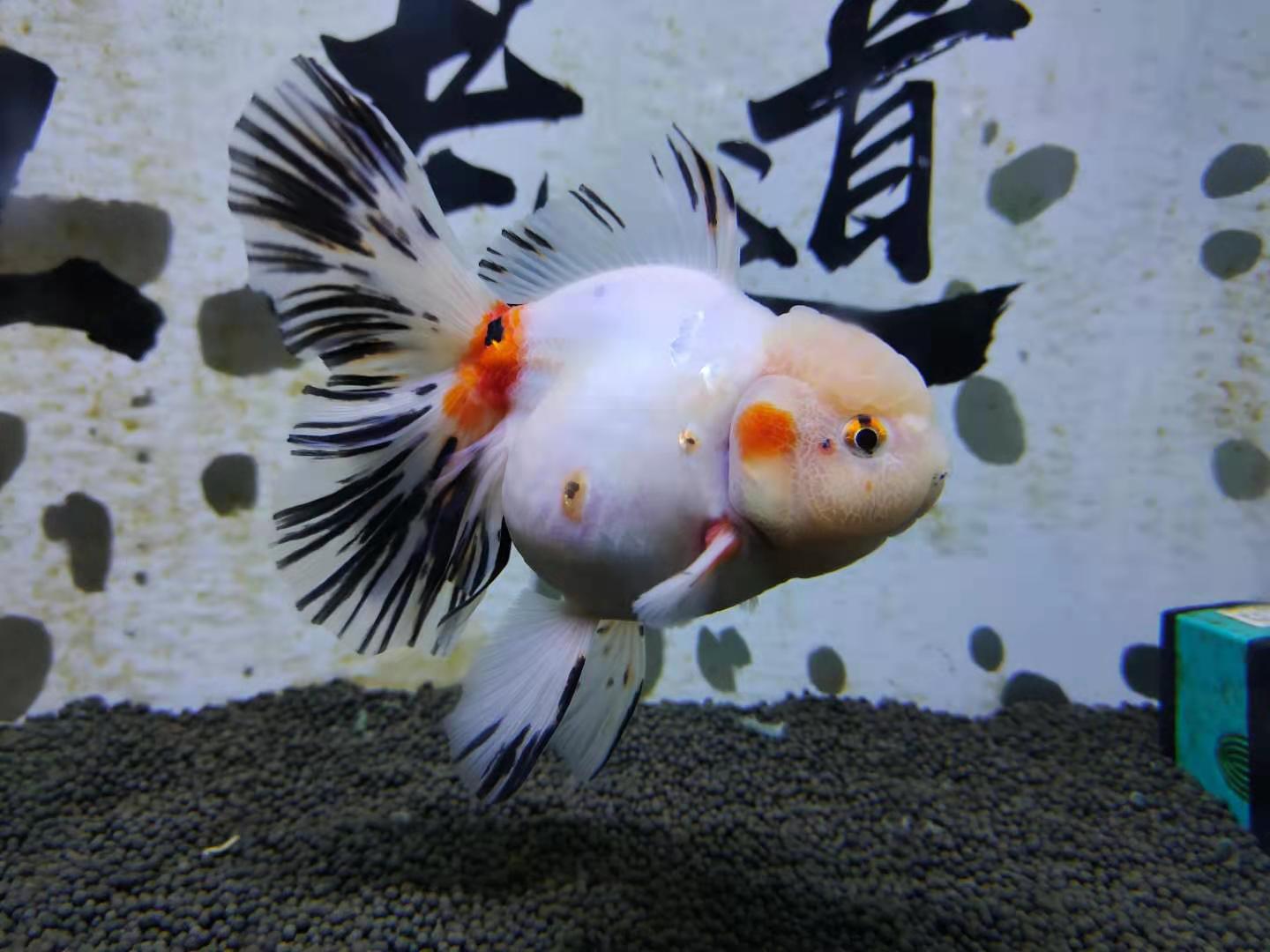 购买鱼饲料，不是只去关注营养成分，需要参考、观察很多问题