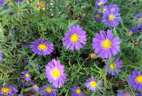 夏天植物开花没几天就凋零了，该怎么办？3点到位问题迎刃而解