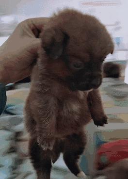 金毛买回家一周后细小去世，幼犬养护这回事，究竟要多少错误来还