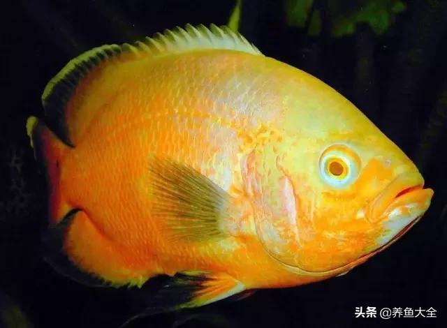 教你识鱼,地图鱼辨别