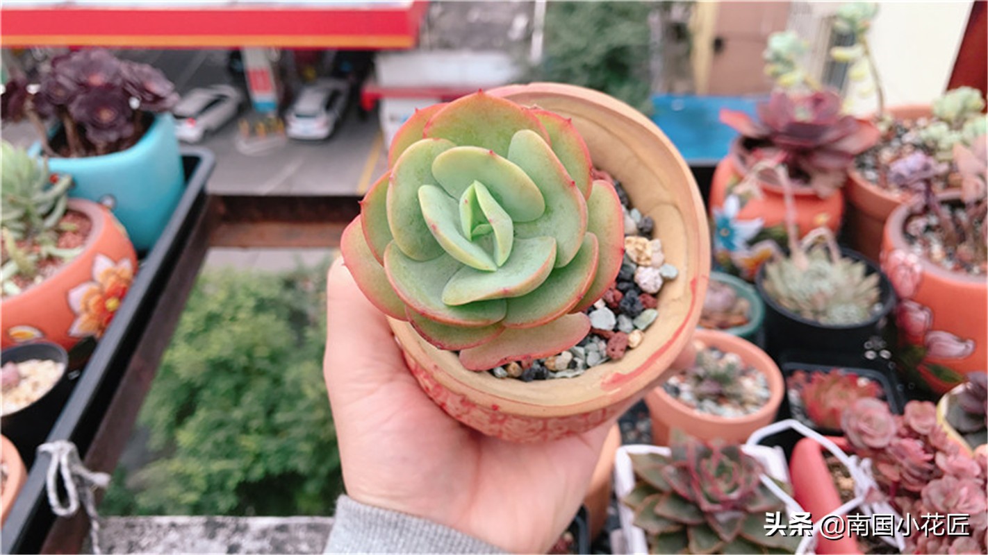 夏季阳台上高温闷热养多肉怎么办,高温天气养多肉