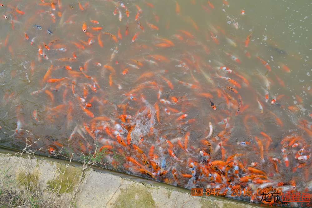 锦鲤苗成长,日本锦鲤水花苗成长