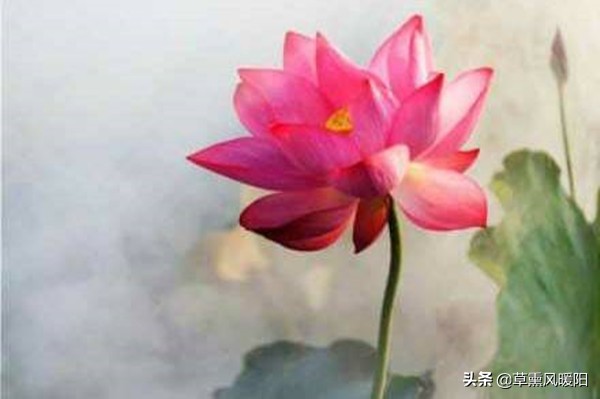 红尘浅遇，淡写陌上花开；回眸一笑，散了似水流年