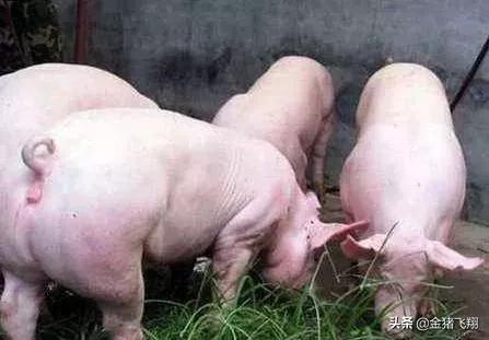 猪皮炎肾病怎么治疗最有效,猪肾炎湿疹的最佳治疗方法