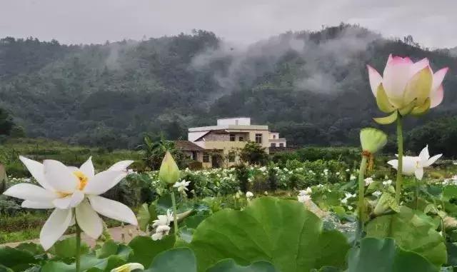 精心打造高端民宿,禅文化酒店设计风格