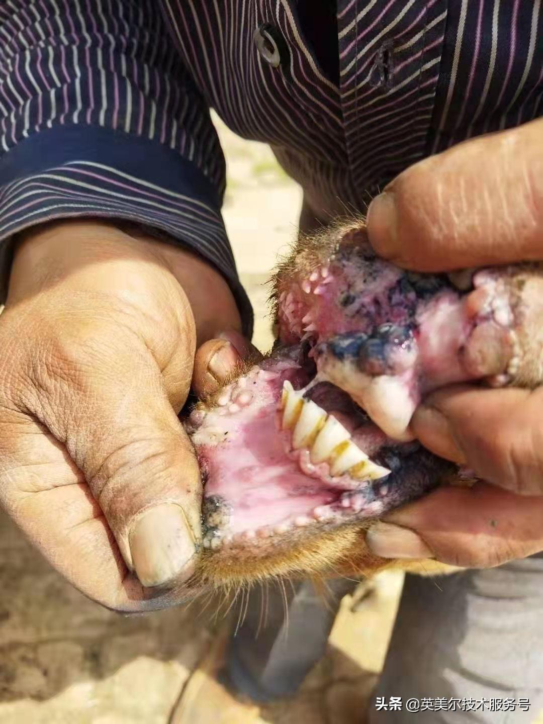 土霉素治疗羊烂嘴,羊烂嘴是怎么回事