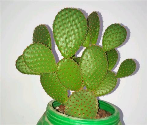 仙人掌怎么养才会爆盆,仙人掌如何长大不长侧芽还开花