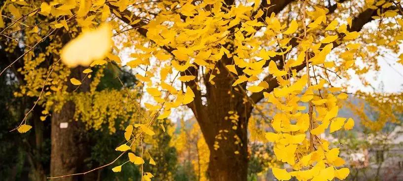 无论你是在哪一个季节来连州，连州都美如一幅画！