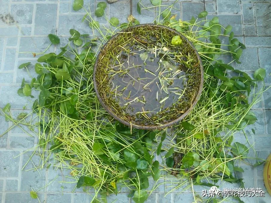 绿萝铜钱草家庭养殖,绿萝发财树黄叶子怎么办呢