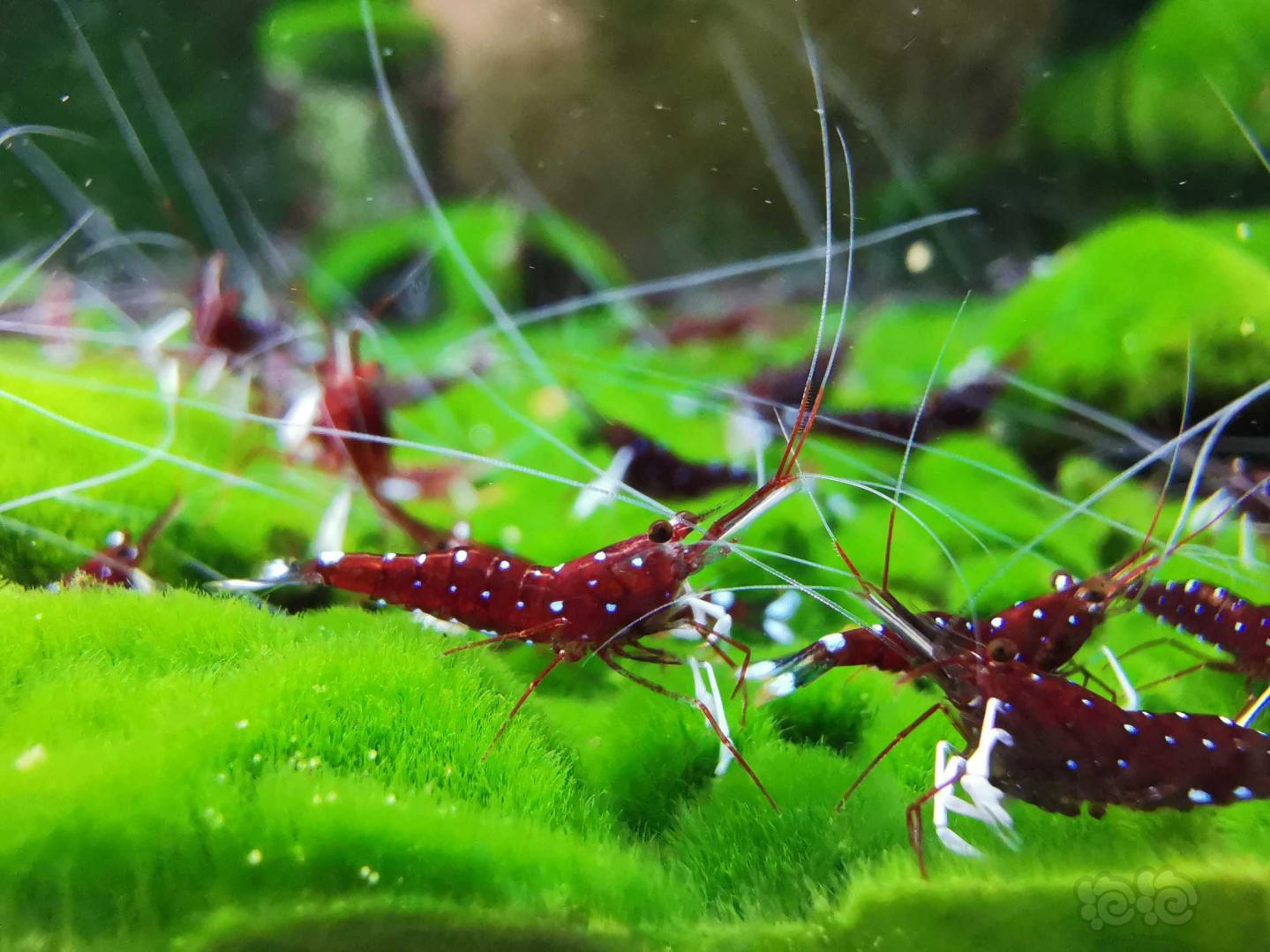 苏虾繁殖方法视频讲解,苏虾开缸教程及饲养心得