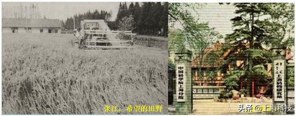 中青心语丨面对浦东一片农田,中科院上海药物所怎样割舍繁华