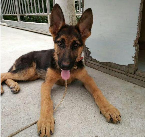 德牧呕吐白沫啥原因,德牧呕吐的厉害