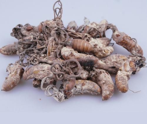 金蝉花中药怎么食用,药食同源话蝉花