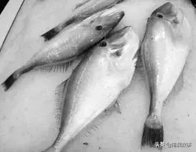 这种鱼经常用来做成美味烤鱼片,哪种鱼做烤鱼片最好吃