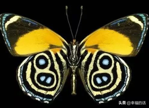 6月到了，送你6花6蝶6鸟6景6曲6诗，这月顺顺利利。