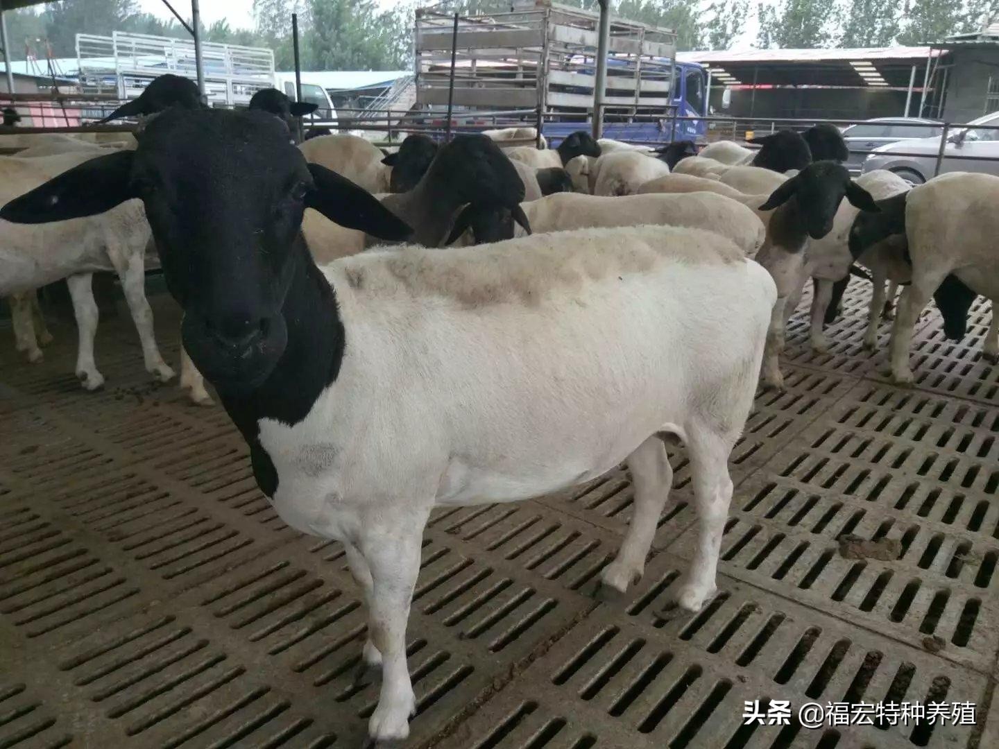 杜泊绵羊什么时候价格涨上来,杜泊绵羊是啥品种