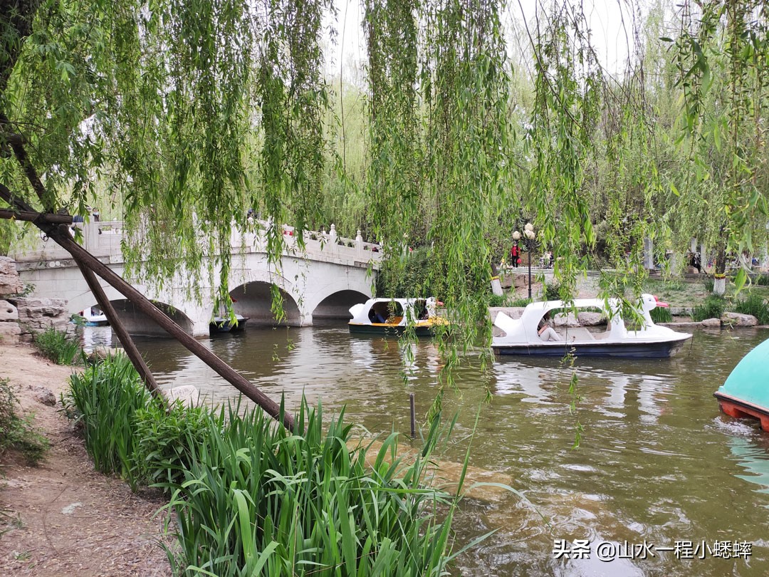 长安公园不愧是石家庄公园老大，牡丹花开真国色,游人如织来长安