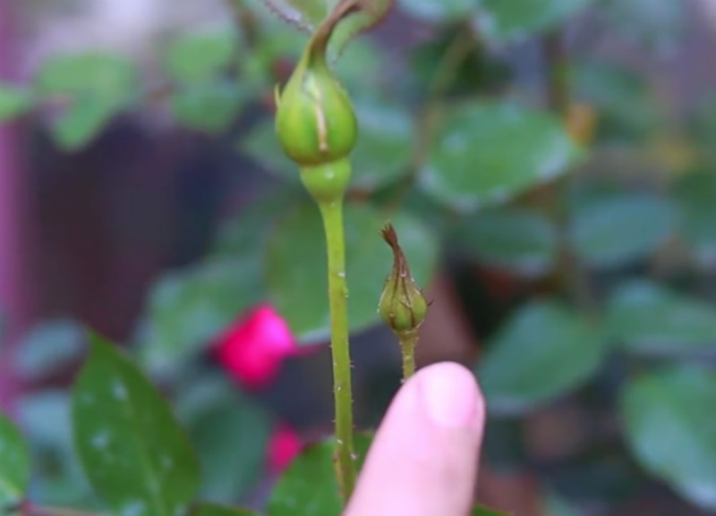 花长蚜虫了喷什么药,怎么可以把花上的蚜虫给消灭掉