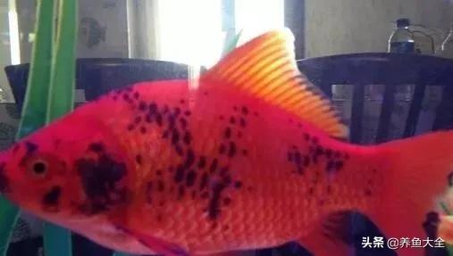 金鱼身上长黑斑是什么原因,金鱼身上长黑斑怎么回事