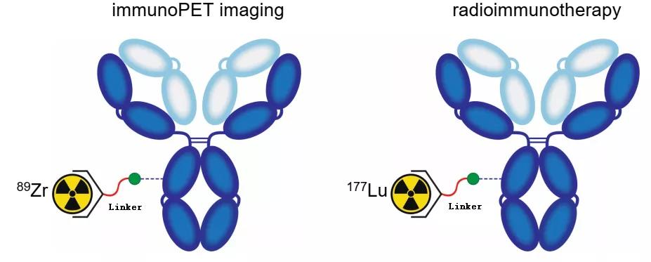 鏍哥礌rdc,鏍哥礌鍋惰仈鑽墿姒傚康