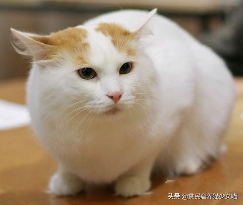 活体小猫咪售卖,土耳其国宝级猫咪
