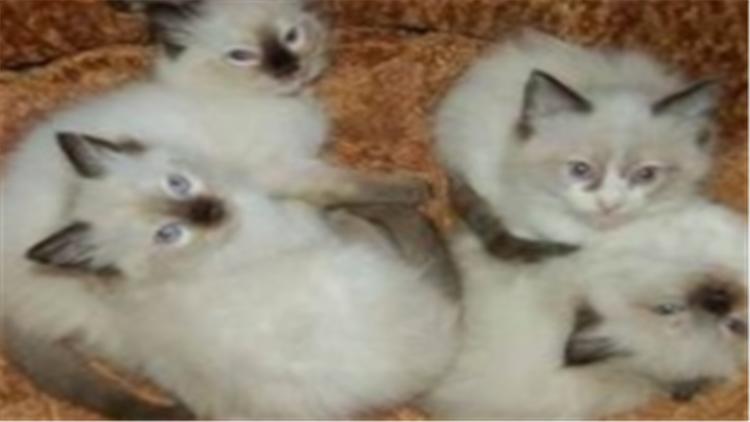 布偶猫怎么看值不值钱,怎么判断布偶猫的价格