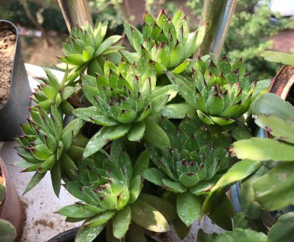 观音莲怎么养才能长一圈,养观音草的方法