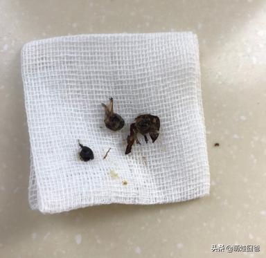 一岁宝宝耳朵里进虫子了怎么办,三岁小孩耳朵里进虫子怎么办