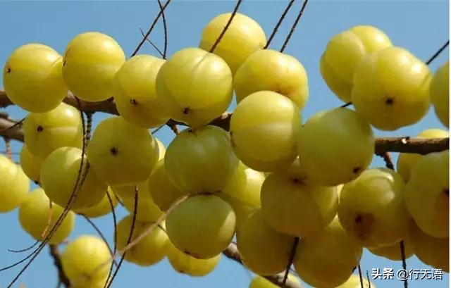 有趣的农村生活食物,农村生活农村娃农村美食