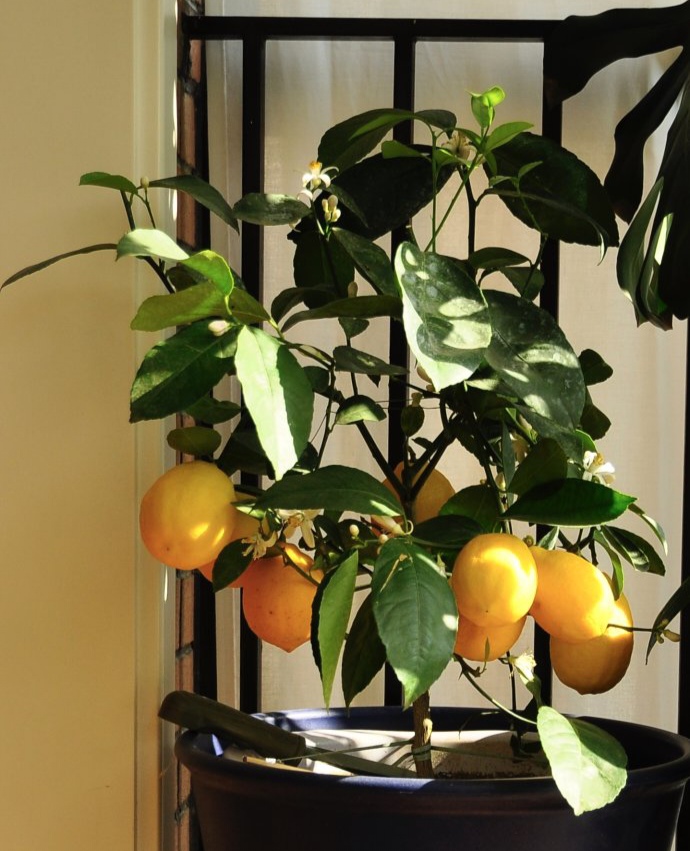 给人养殖什么花适合家养,什么花最好养又适合长期喝