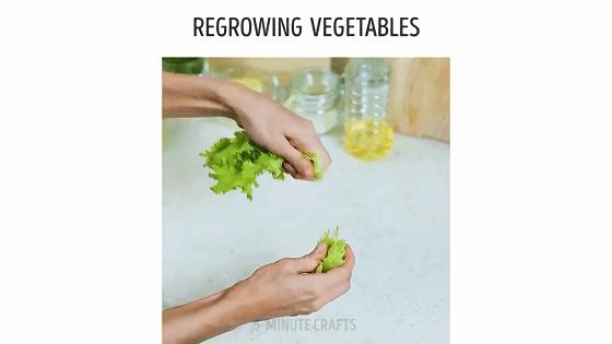 在家怎么无土种菜简单又安全,家庭种菜不用肥料种菜方法