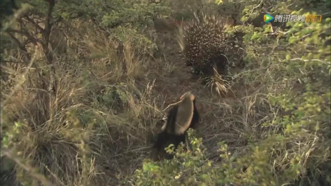 跟狮子抢肉，怼非洲鬣狗，看硬核“平头姐”成长史！
