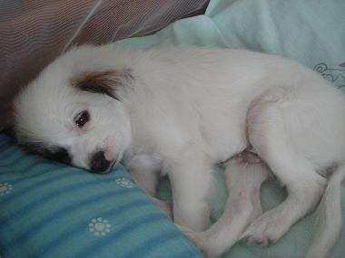 狗狗生病了作为主人该怎么应对,狗狗突然生病主人大哭