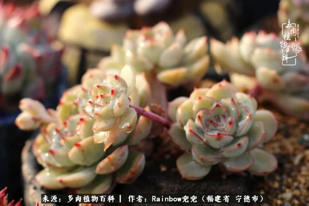 岁月无波澜余生不悲欢是啥意思,愿你岁月无波澜敬我余生无悲欢