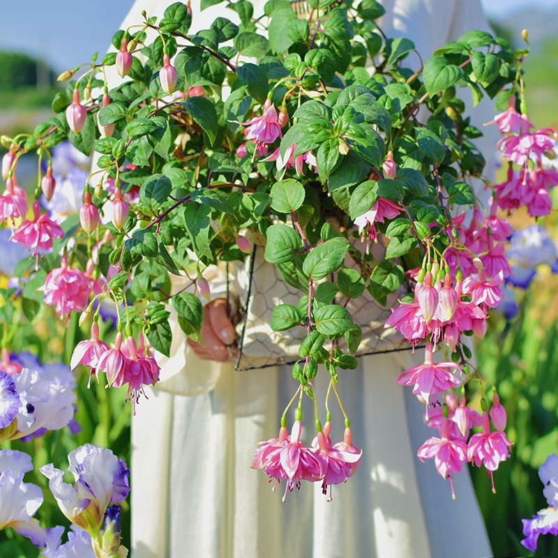 18种院子好看的花儿,18种漂亮的花