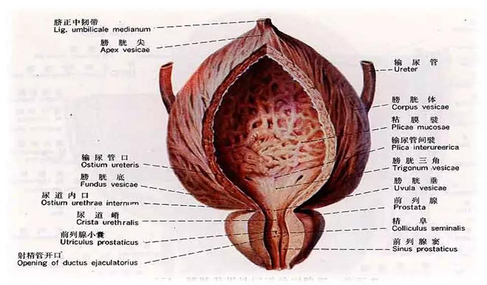 泌尿系统解剖讲解视频,泌尿系统肾脏解剖图谱
