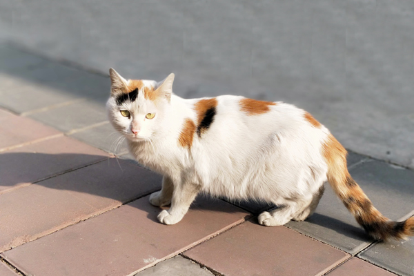 有独特功能的动物尾巴,小动物的尾巴的作用
