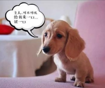 揭秘端午节狗狗可以吃粽子吗,端午节给狗狗准备什么