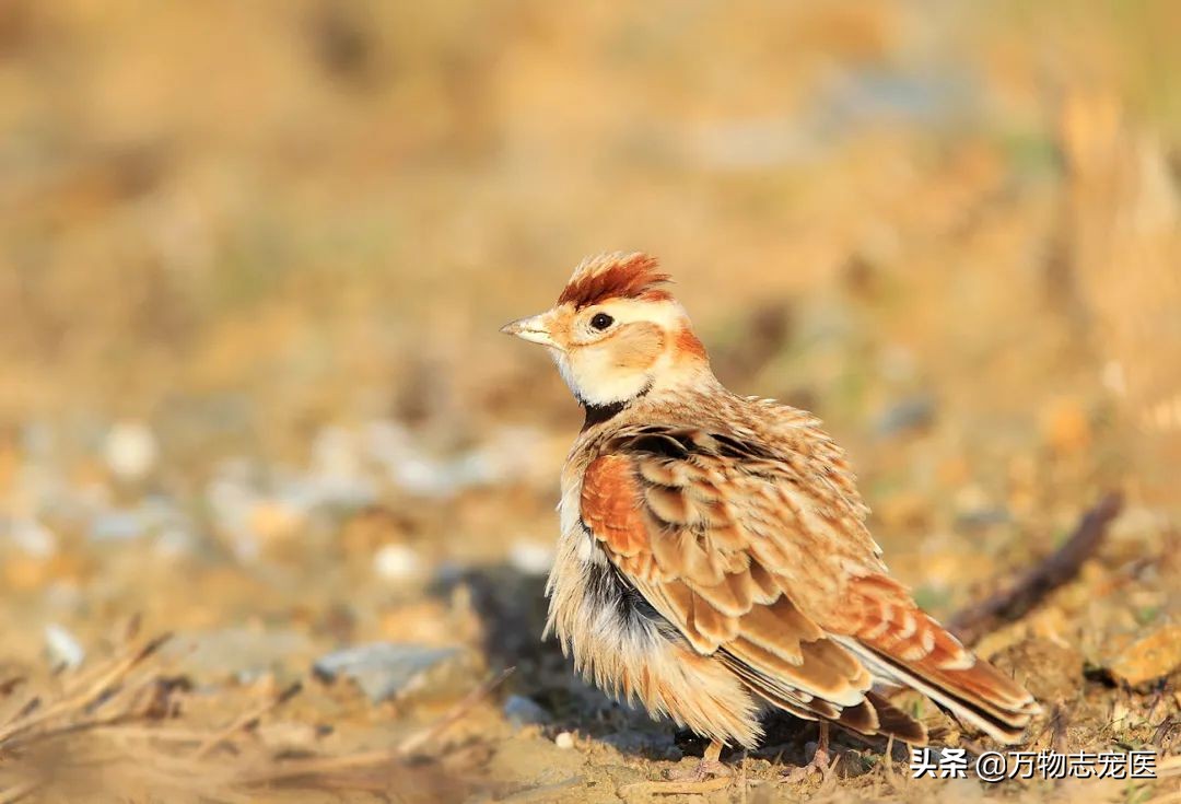 常见的宠物鸟种类有哪些名字,十大宠物鸟排行榜