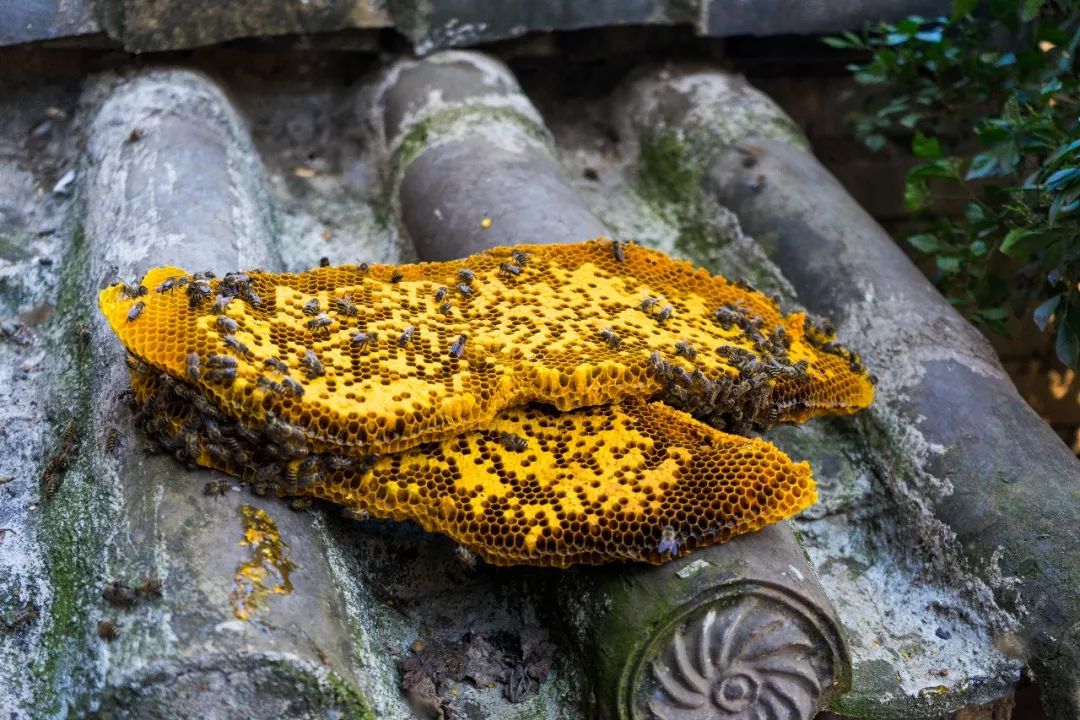 土蜂蜜的取蜜全过程,土蜂蜜取蜜全过程记录
