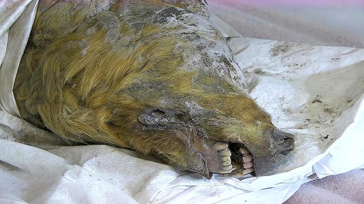 潘多拉动物盒子,潘多拉盒里面的黑色怪物