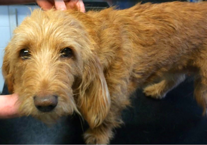 犬蛋白丢失性肠炎是什么引起的,犬蛋白丢失性肠炎