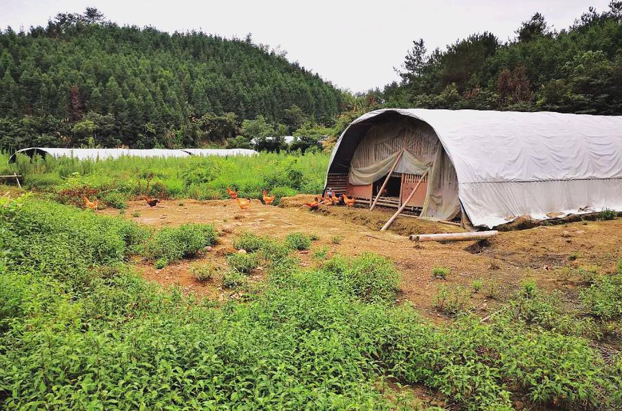 养鸡100万致富经视频,900元养鸡养猪