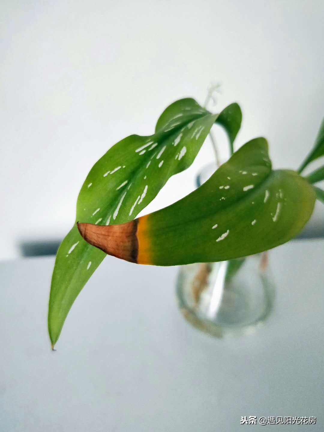 马蹄莲黄叶不开花是什么原因,马蹄莲黄叶放点什么维生素好