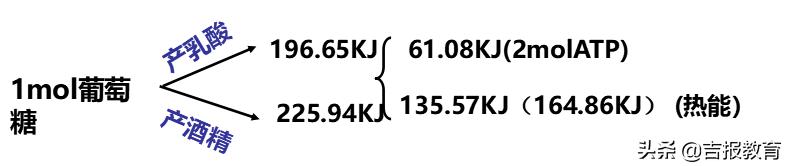 高中生物细胞呼吸作用,高中生物细胞呼吸