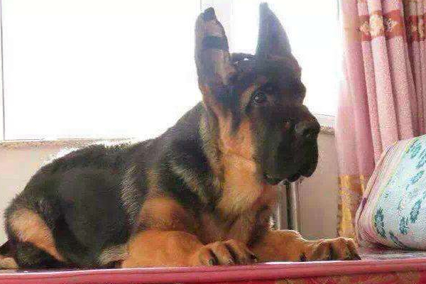 立耳狗狗耳朵突然趴下了怎么办,狗狗耳朵立耳小妙招