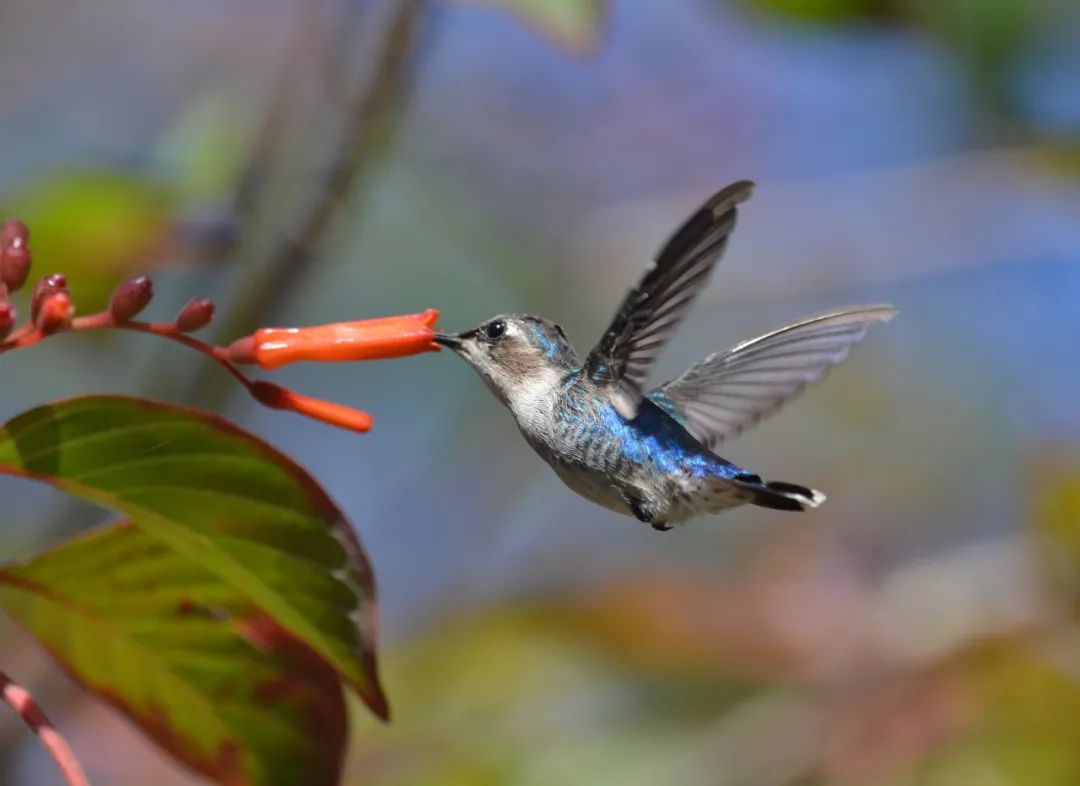 吸蜜蜂鸟简介,吸花蜜的鸟图片